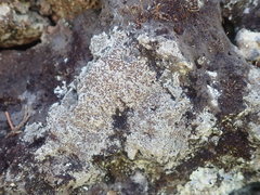 Lecanora galactiniza
