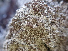 Lecanora galactiniza