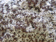 Lecanora galactiniza