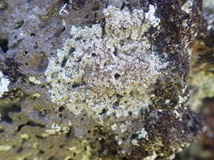 Lecanora galactiniza