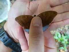 Tanaecia julii