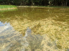 Amphibromus fluitans