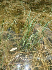 Amphibromus fluitans