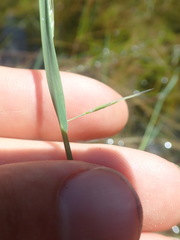 Amphibromus fluitans