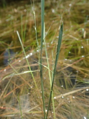 Amphibromus fluitans