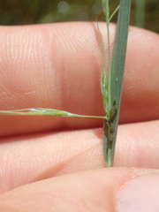 Amphibromus fluitans