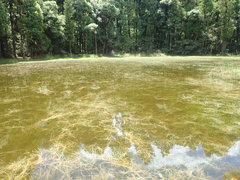 Amphibromus fluitans