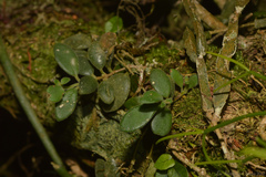 Codonanthe devosiana
