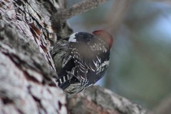 Sphyrapicus ruber daggetti