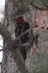 Sphyrapicus ruber daggetti