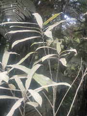 Elaeocarpus dentatus