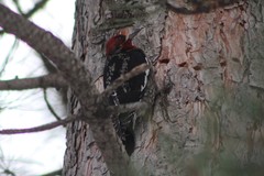 Sphyrapicus ruber daggetti