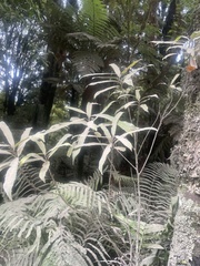 Elaeocarpus dentatus