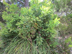 Banksia quercifolia