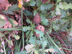 Banksia quercifolia