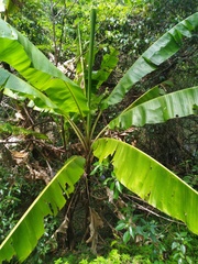 Musa banksii
