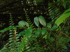 Anodendron
