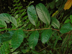 Anodendron