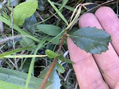 Ceanothus gloriosus gloriosus