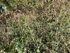 Ceanothus gloriosus gloriosus