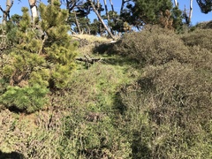 Ceanothus gloriosus gloriosus