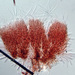 Dematioscypha dematiicola - Photo (c) Jerry Cooper, algunos derechos reservados (CC BY), subido por Jerry Cooper