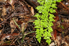 Cheilanthes sieberi sieberi