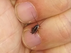 Phyllodromica panteli