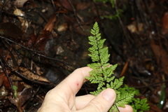 Cheilanthes sieberi sieberi