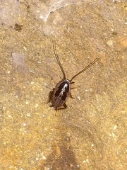 Phyllodromica panteli