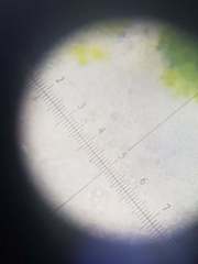 Lecanora galactiniza