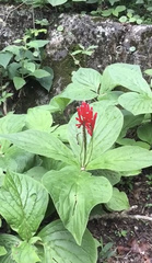 Spigelia splendens