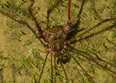 Serracutisoma inerme