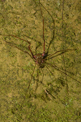 Serracutisoma inerme