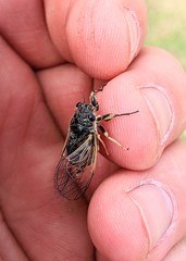 Myopsalta coolahensis