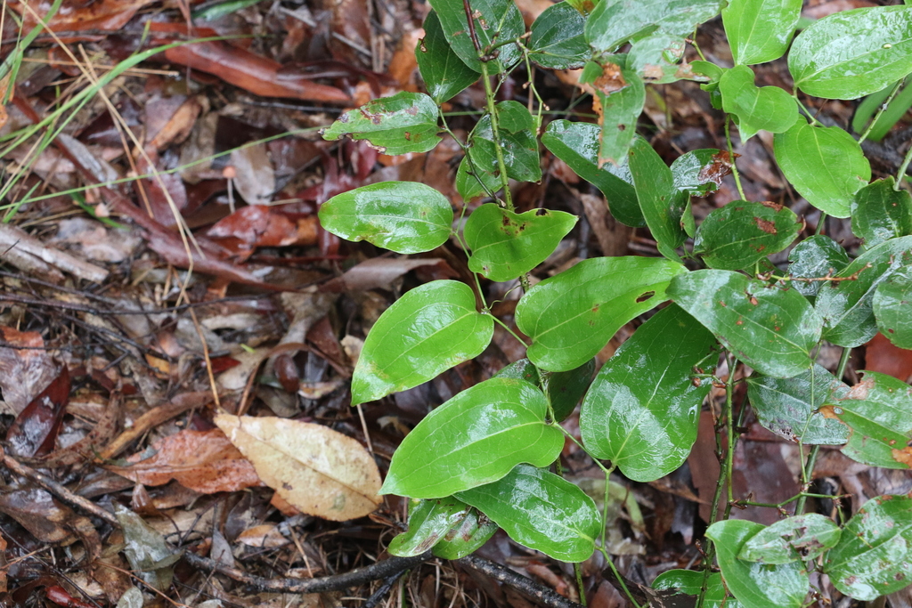 Austral Sarsaparilla from Mudgeeraba-Reedy Creek, Queensland, Australia ...