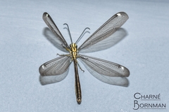 Banyutus lethalis