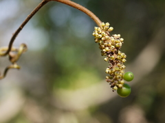 Ampelocissus indica
