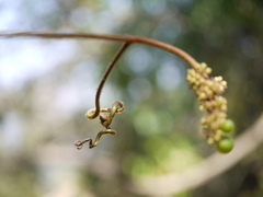 Ampelocissus indica