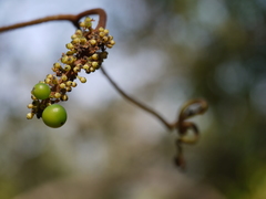 Ampelocissus indica