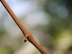 Ampelocissus indica