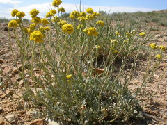Artemisia nuttallii