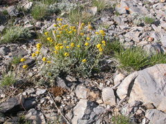 Artemisia nuttallii