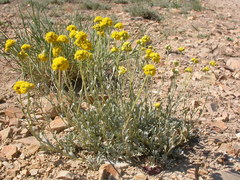 Artemisia nuttallii