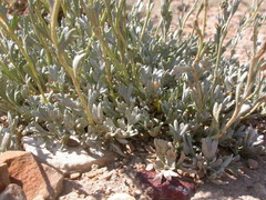 Artemisia nuttallii