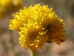 Artemisia nuttallii