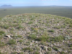 Artemisia nuttallii