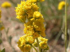 Artemisia nuttallii