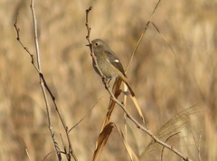 Phoenicurus auroreus