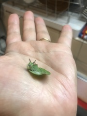 Hestina assimilis assimilis
